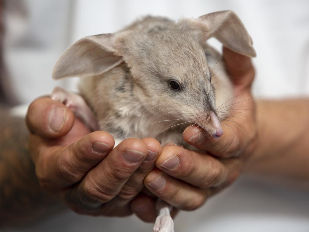 Featherdale Wildlife Park welcomes its first bilby joey | Daily Telegraph