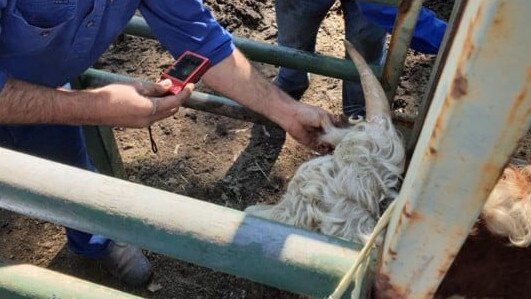 Rural Crime Prevention officers identifying the stolen cattle by their individual identification tags. Picture: NSW Police