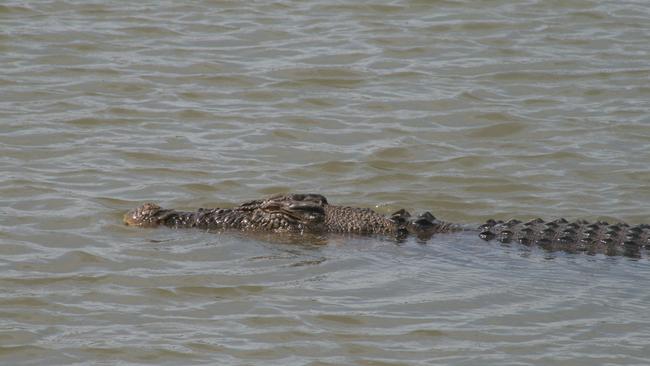 A saltwater crocodile.