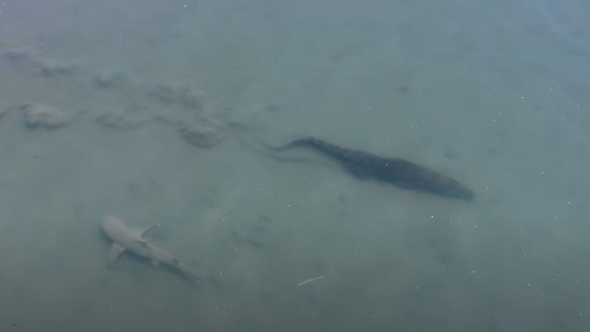 A 3.7m saltwater crocodile and a bull shark have been filmed calmly staying their lanes as they swam past each other.