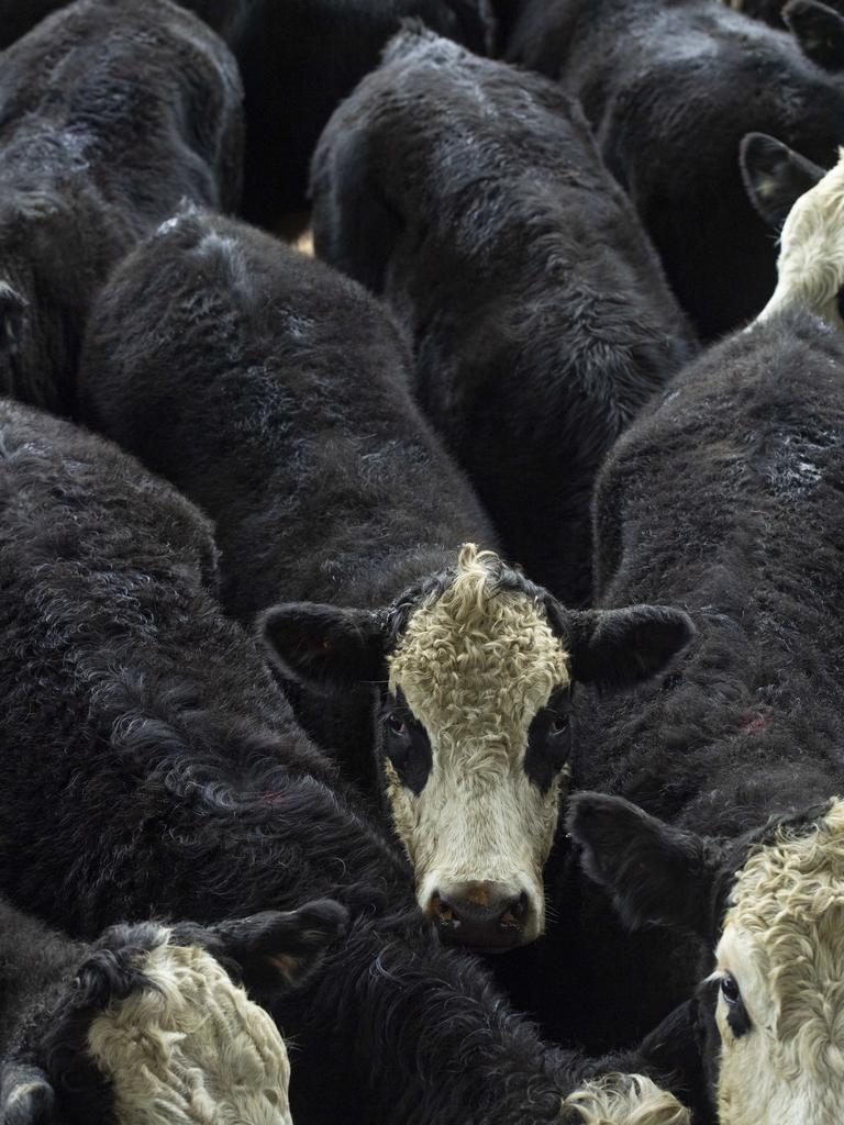 National cattle herd Numbers rise as impact of record prices flows