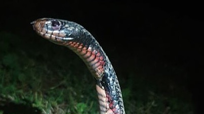 A red-bellied black snake found near Ash Rd Sporting Complex in Prestons on Friday, September 20. Picture: Australian Snake Catchers