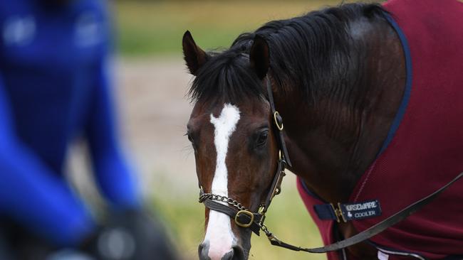 Punters aren’t sure how the Aidan O'Brien-trained Yucatan will handle the wet. Pic: AAP