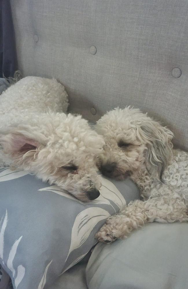Sisters Tilly and Pixie: Jenny Conlon’s 10 month old Poochon pups