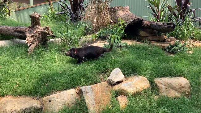 Where the Tasmanian Devils will be living at Paradise Country. Photo: Supplied