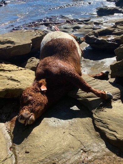 The dead cow washed up at Umina Beach.