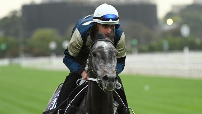 MELBOURNE, AUSTRALIA - OCTOBER 29: Valiant King gallops during a trackwork session at Flemington Racecourse, on October 29, 2024 in Melbourne, Australia. (Photo by Vince Caligiuri/Getty Images)