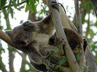 Wild Koala Day. Picture: Contributed