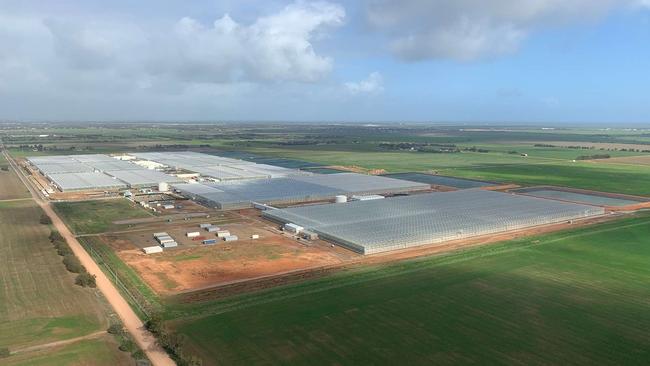 The Perfection Fresh Glasshouse at Two Wells has been temporarily quarantined to control the spread of tomato brown rugose fruit virus. Picture: Perfection Fresh