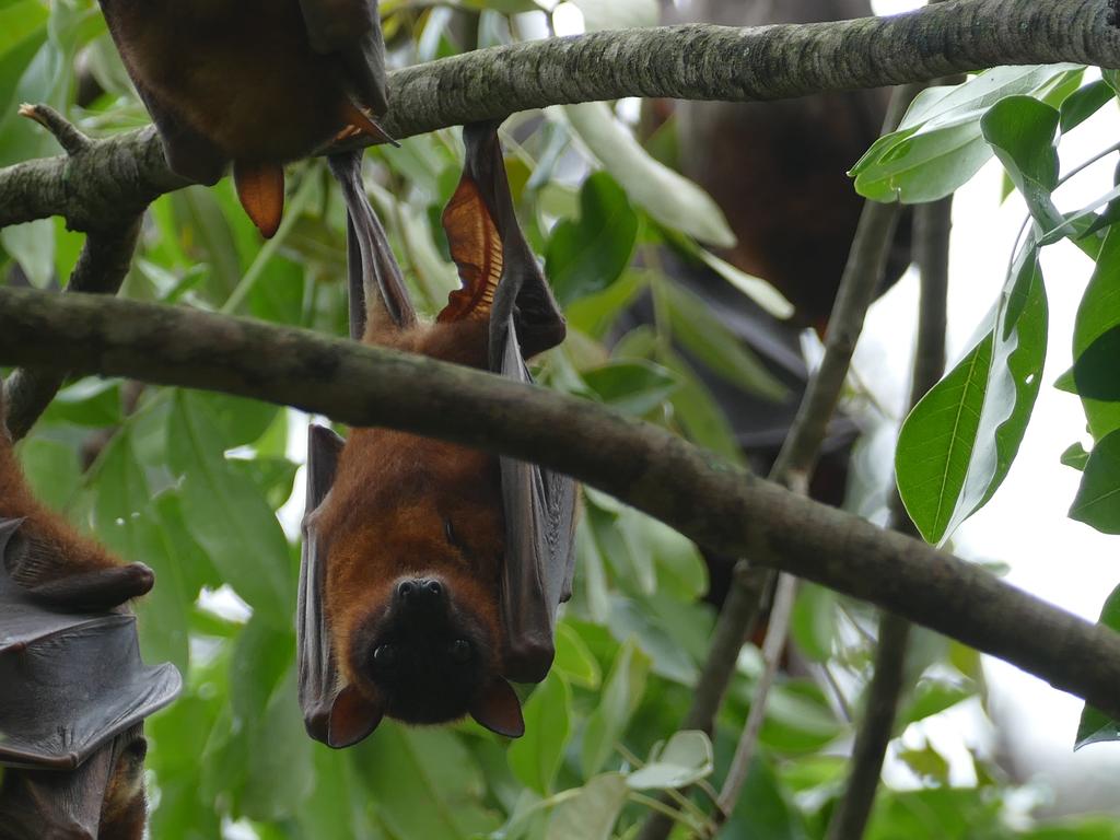 Highly mobile little red flying foxes are believed to be the main fruit bat in the camp in South Grafton. He said two other species, including the vulnerable grey-headed flying fox are also roosting there.