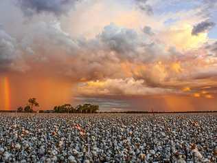 CLIMATE GUIDES: Condamine will be the among the first regions to nab the weather and climate outlook guides in development. Photo Peter Carruthers / Balonne Beacon. Picture: Peter Carruthers