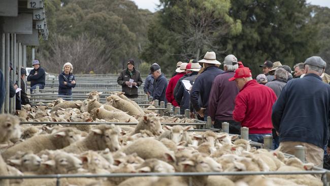 The price suppression of sheep goes back to last spring when the mutton market collapsed. Picture: Zoe Phillips