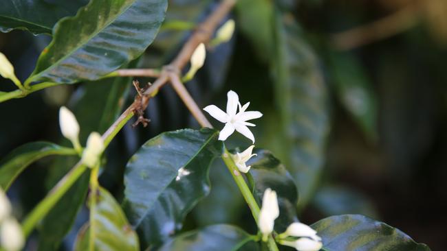 Not just coffee at the plantation, but their gorgeous coffee trees too. Picture: supplied