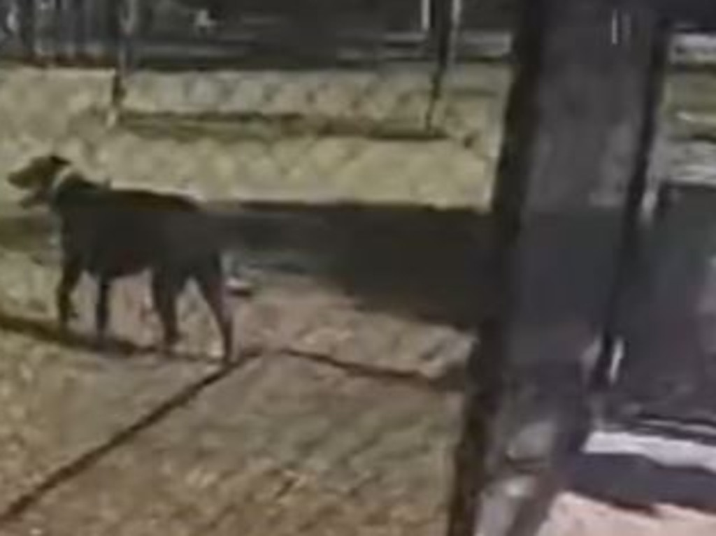 It’s understood this was the woman’s pet inside the dog park. Picture: TikTok