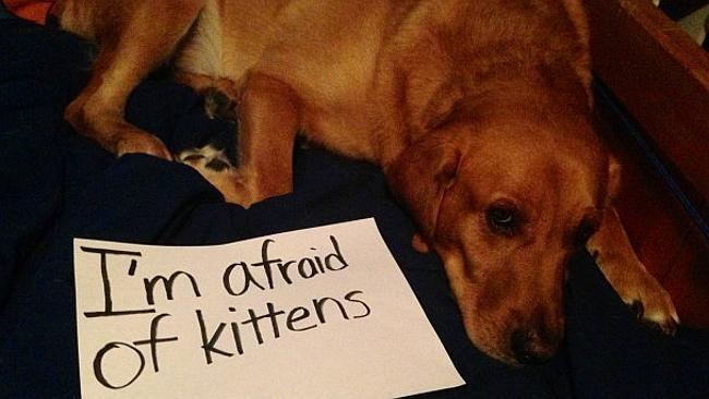 Dog, you have been shamed.  