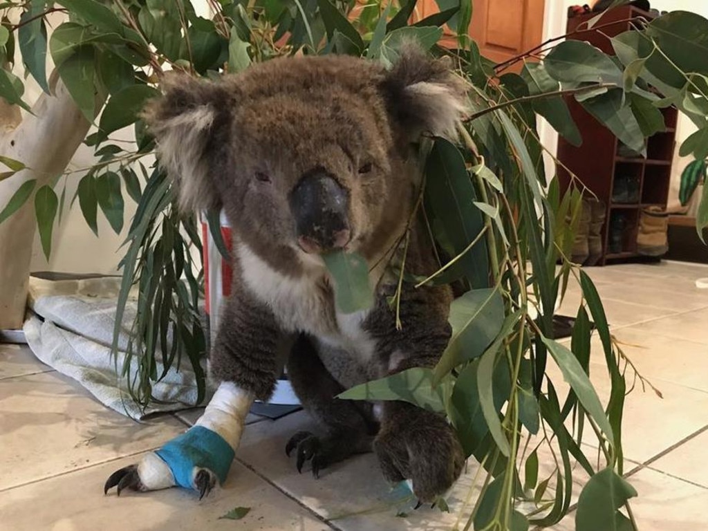 Billy the koala dies: Koala rescued from Adelaide Hills bushfires | The ...