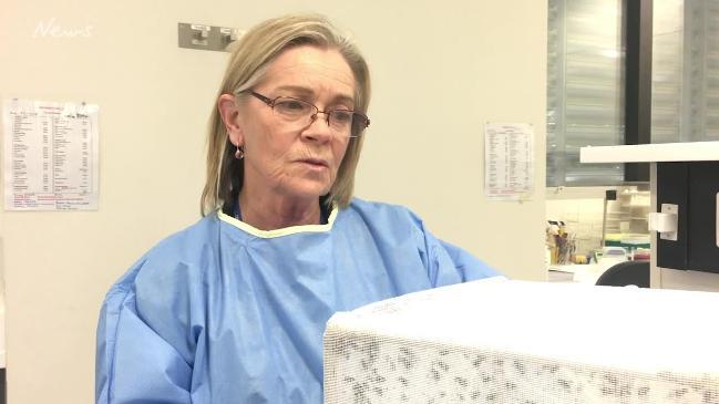 Scientist Merilyn Geary at Westmead Hospital which is the only facility in Australia that breeds maggots for medical use.