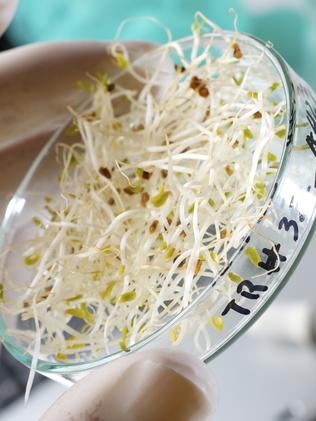 Australia’s 4.1 million food poisoning cases each year are mainly due to bacteria.