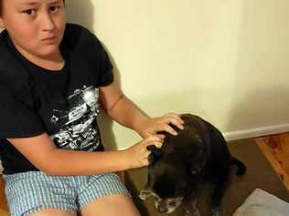 HEARTBREAKING: Dean Watson, 11, sits with his pet dog after she was mauled by two dogs who had come onto his property.