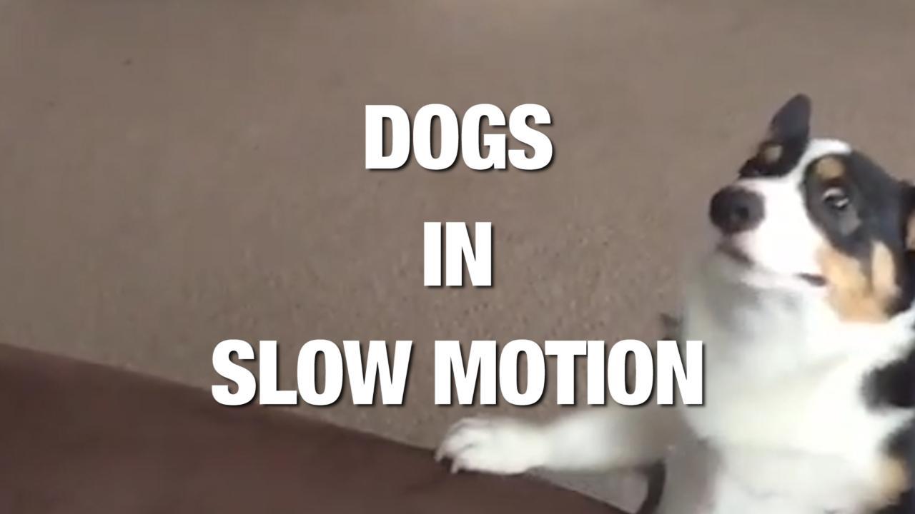 Dogs Running in Slow-Mo Is as Beautiful As you Imagine. Credit - Various via Storyful