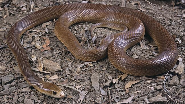 The coastal taipan, is one of Australia’s most deadly snakes.