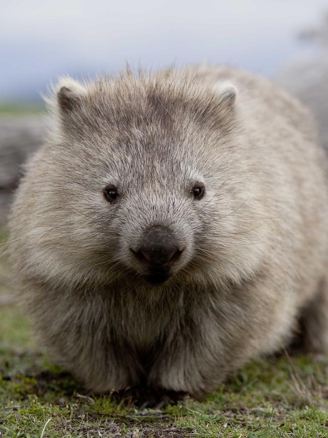 Wombats on the Maria Island Walk, Tasmania. Photo: Tourism Tasmania