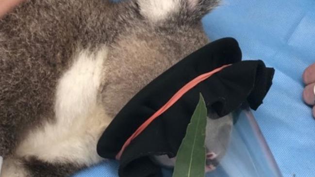 Dodge the koala recovers at Currumbin Wildlife Sanctuary Hospital after he was hit by a vehicle.