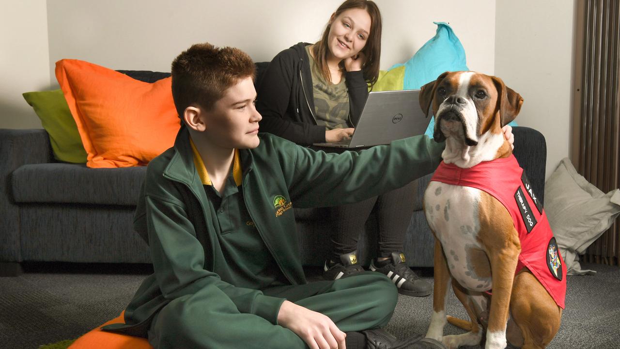 SA therapy dog Jax hired by Workskil Australia | The Advertiser