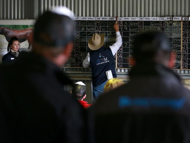 70 bulls were up for auction via the Helmsman auction system at the Paringa spring bull sale. Picture: Andy Rogers