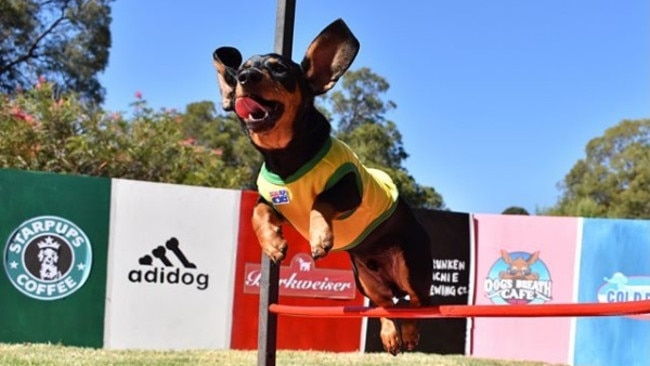 Brakkus the dog does hurdles