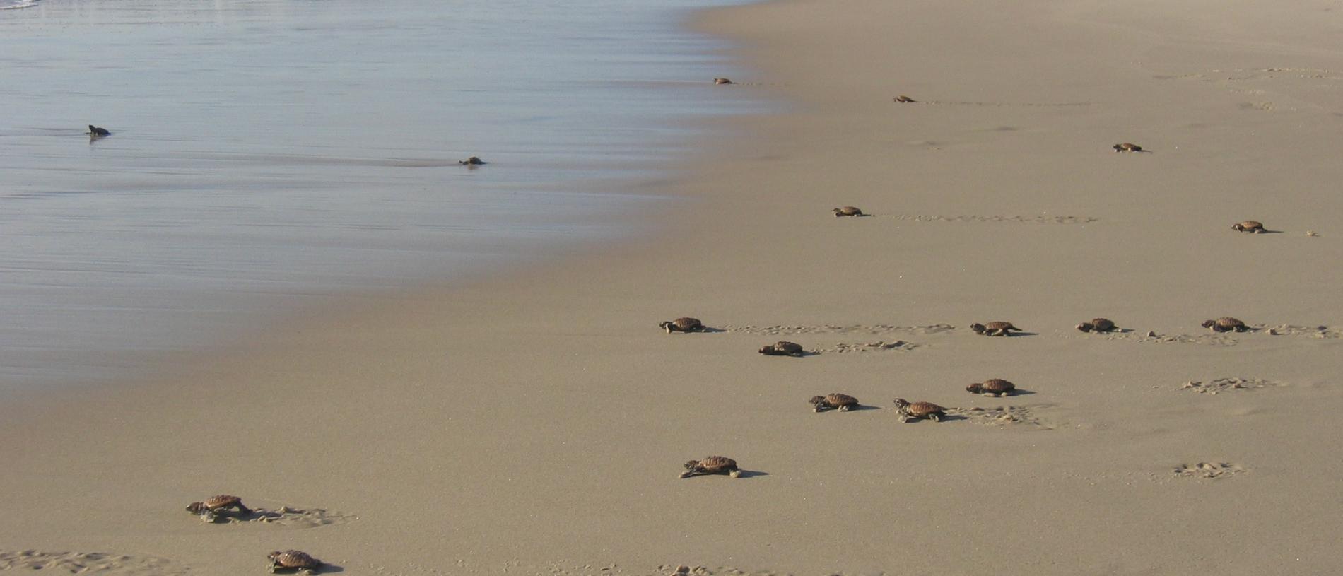 Conservationists 4WD ban on Bribie Island critical for turtles | The ...