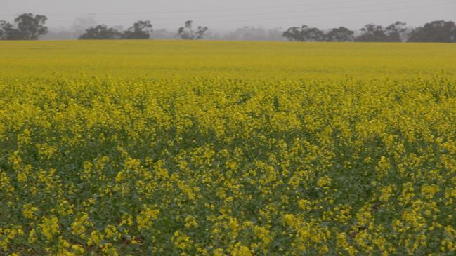 Looking good: A canola crop south-west of Swan Hill.