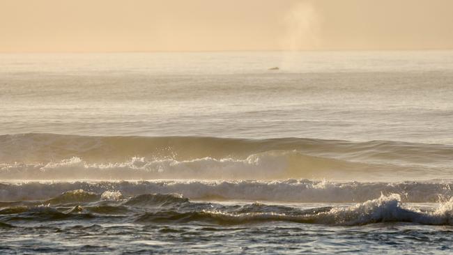 Humpback whale at sunrise