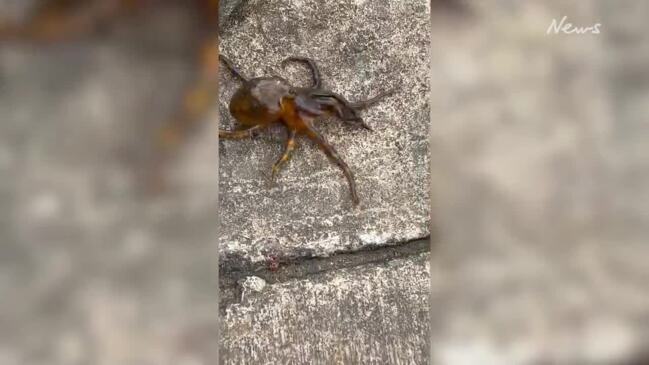 Man's near miss with blue-ringed octopus