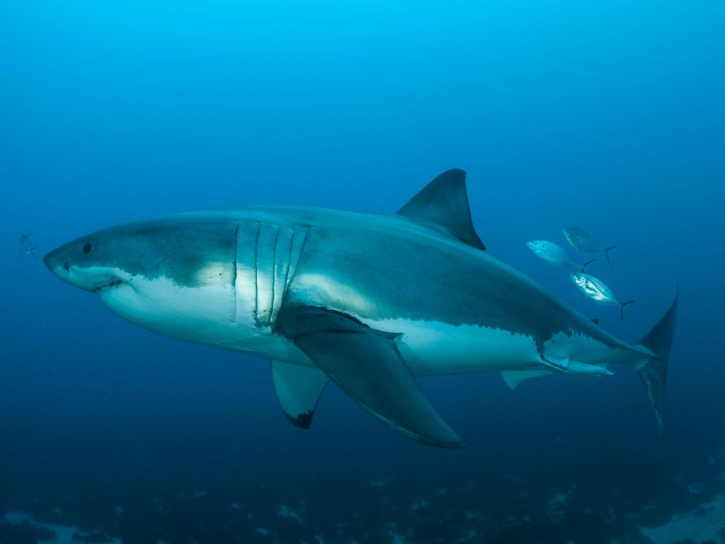 A large male great white photographed off the Neptune Islands. Picture:  Andrew Fox - Rodney Fox Shark Museum and Learning Centre