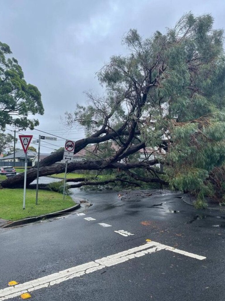 A falling tree brought down powerlines at the corner of William and Quilpe streets at North Manly on Thursday, April 7, 2022 after an intense rain shower across the northern beaches. Picture; SES Manly