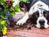 Grim warning to pet owners
