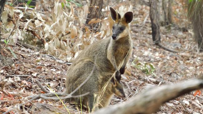 A red neck wallaby and joey at McDowall. Photo: K.R.Anderson