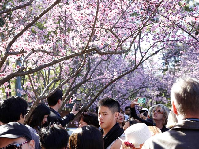 Auburn Cherry Blossom Festival: more than 90,000 expected | Daily Telegraph