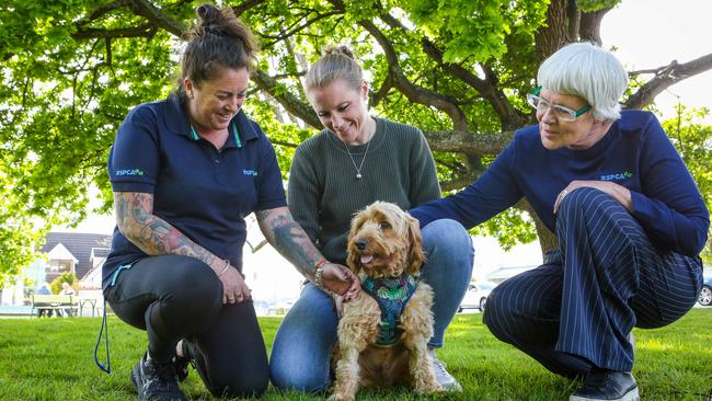 Rescued labradoodle Ted with his foster carer Ingrid Oliver of West Launceston, northern labradoodle foster care project manager Lauren Chenhall and RSPCA CEO Andrea Dawkins. Picture: Patrick Gee