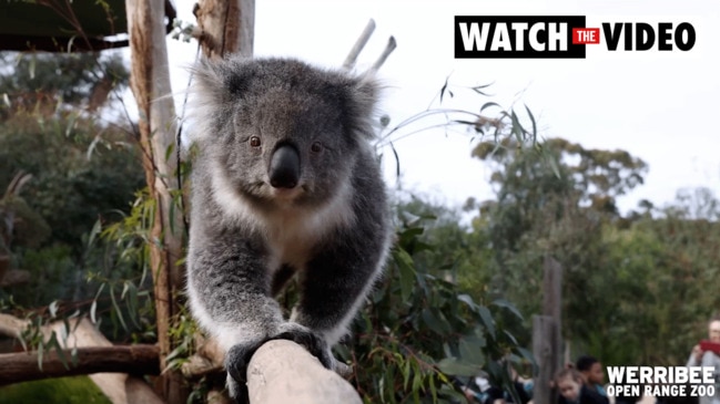 Mirror enrichment at Werribee Open Range Zoo