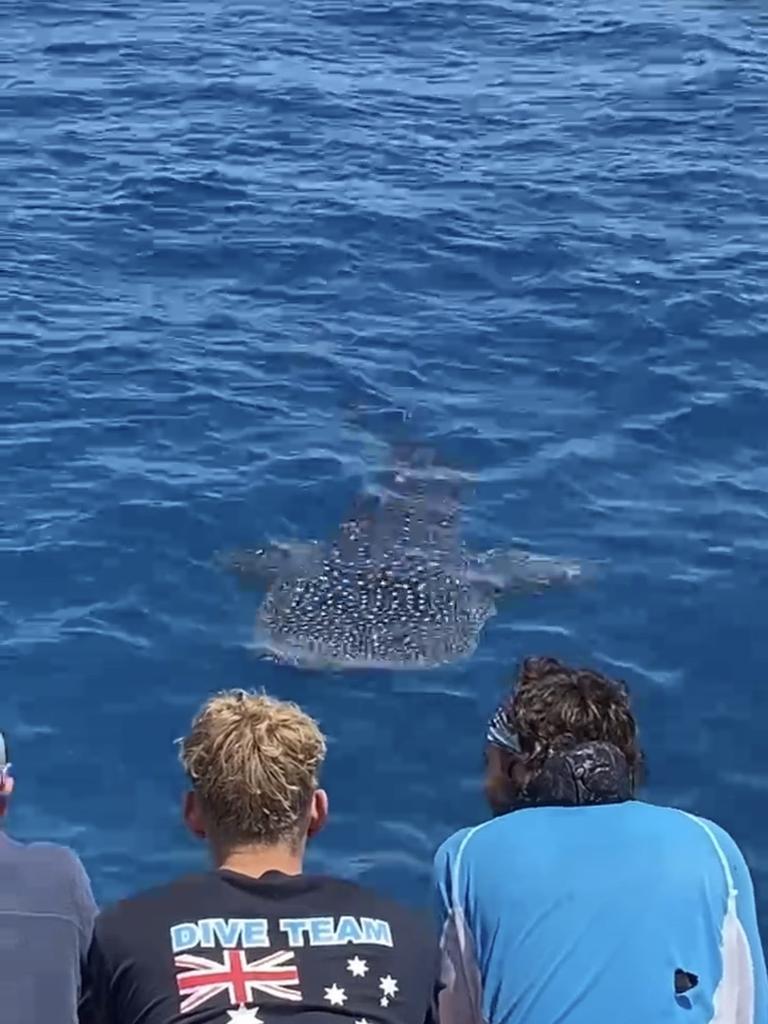 Passengers and crew aboard Divers Den vessel AquaQuest witnessed a rare sighting of a whale shark at Troppos on Norman Reef.