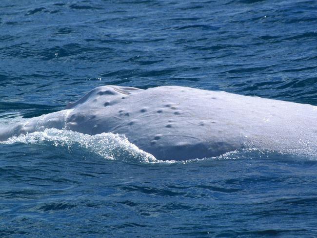 Migaloo has thrilled crowds for decades. Picture Dr Trish Franklin