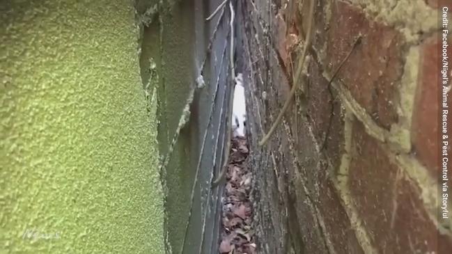 Rescuers free puppy trapped between two brick walls
