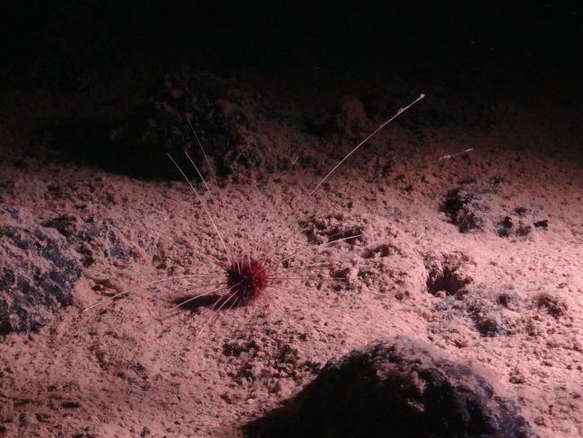 A handout image made available by the National Oceanography Centre on July 24, 2023, shows the abyssal urchin Plesiodiadema globulosum, one of the most abundant invertebrates in the NE Pacific region and found in the Clarion-Clipperton Zone (CCZ), has shown it is not just rich with life -- with one study finding some 5,000 species previously unknown to science -- but also far more complex than previously thought. That raises further questions about controversial proposals, currently being discussed at international talks in Jamaica, to mine the CCZ for the rock-like nodules. Once thought of as almost an underwater desert, the vast abyssal plain stretching between Hawaii and Mexico has been scoured by scientists as mining firms eye mineral-rich "nodules" scattered across the seafloor. From a giant sea cucumber dubbed the âgummy squirrelâ and a shrimp with a set of elongated bristly legs, to the many different tiny worms, crustaceans and mollusks living in the mud, the lightless ocean depths are far from barren. There are no commercial mining operations currently allowed in the CCZ and campaigners are hoping it stays that way. (Photo by Handout / National Oceanography Centre / Smartex project (NERC) / AFP) / RESTRICTED TO EDITORIAL USE - MANDATORY CREDIT "AFP PHOTO /National Oceanography Centre / Smartex project (NERC) " - NO MARKETING NO ADVERTISING CAMPAIGNS - DISTRIBUTED AS A SERVICE TO CLIENTS