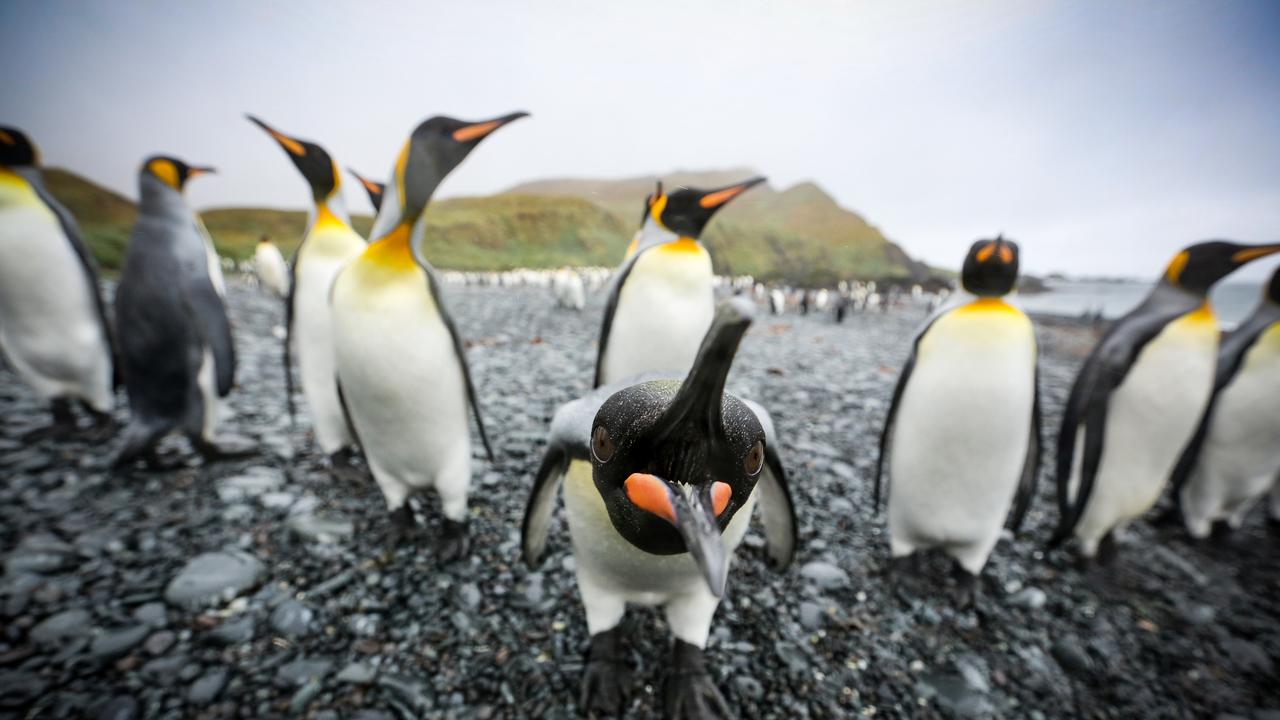 King penguins at Green Gorge. Picture: Ryan Osland