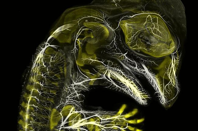 Nikon Small World 2019 3rd Place - Alligator embryo developing nerves and skeleton Daniel Smith Paredes Dr. Bhart-Anjan S. Bhullar, Yale University Department of Geology and Geophysics New Haven, Connecticut, USA