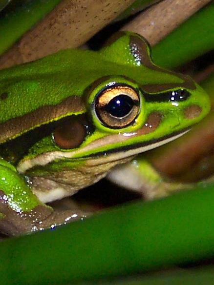 A green and golden bell frog along the Duck River. Picture: Peter Ridgeway