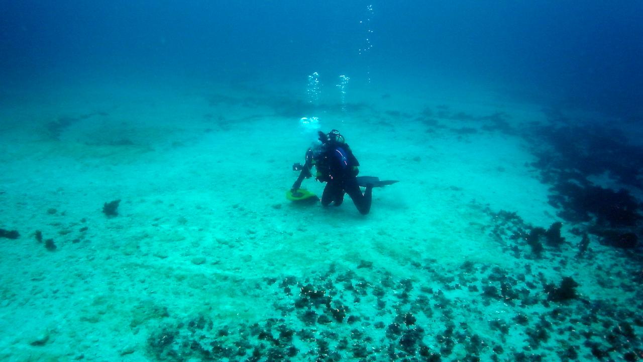 A diver for the Great Barrier Reef Marine Park Authority, at edge of the scar, showing an area cleared by the ships hull, after scarring at Douglas Shoal by grounded coal carrier Shen Neng 1. Picture: Supplied by Great Barrier Reef Marine Park Authority