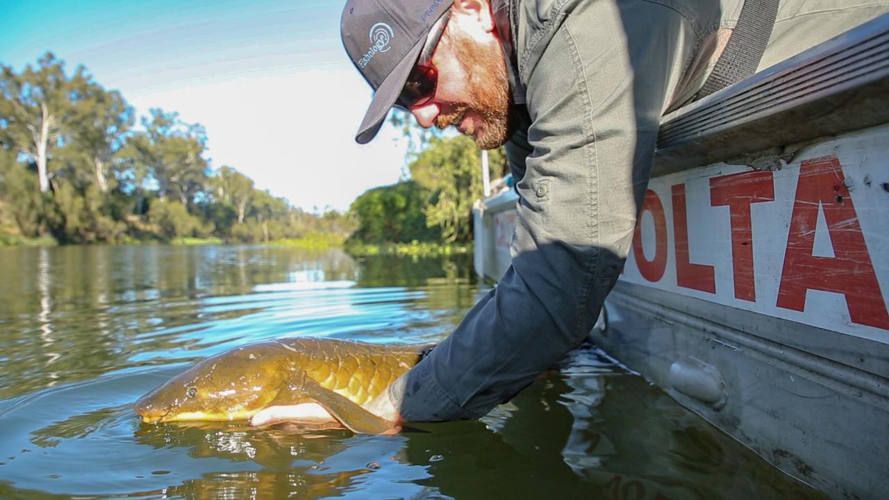 A lungfish is released back into the Brisbane River after having its details recorded for a long-term study.